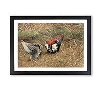 Vintage W Kuhnert Ruff Framed Print | A2 Black Framed Wall Art | Ready to Hang | Classic Nature Picture | Living Room Bedroom Lounge Office