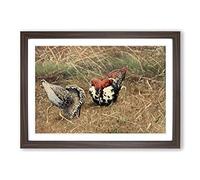 Vintage W Kuhnert Ruff Framed Print | A2 Walnut Framed Wall Art | Ready to Hang | Classic Nature Picture | Living Room Bedroom Lounge Office