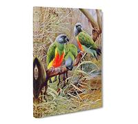 Vintage W Kuhnert Senegal Parrot Vintage Canvas Wall Art Print Ready to Hang, Framed Picture for Living Room Bedroom Home Office Décor, 20x14 Inch (50x35 cm)