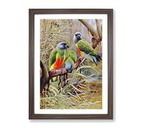 Vintage W Kuhnert Senegal Parrot Vintage Framed Wall Art Print, Ready to Hang Picture for Living Room Bedroom Home Office Décor, Walnut A3 (34 x 46 cm)
