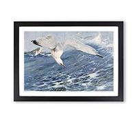 Vintage W Kuhnert Silver Gull Framed Print | A2 Black Framed Wall Art | Ready to Hang | Classic Animal Picture | Living Room Bedroom Lounge Office
