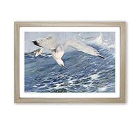 Vintage W Kuhnert Silver Gull Framed Print | A2 Oak Framed Wall Art | Ready to Hang | Classic Animal Picture | Living Room Bedroom Lounge Office