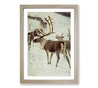 Vintage W Kuhnert Skandinavian Reindeer Framed Print | A2 Oak Framed Wall Art | Ready to Hang | Classic Nature Picture | Living Room Bedroom Lounge Office