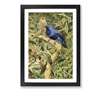 Vintage W Kuhnert Spangled Cotinga Framed Print | A2 Black Framed Wall Art | Ready to Hang | Classic Nature Picture | Living Room Bedroom Lounge Office