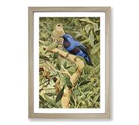 Vintage W Kuhnert Spangled Cotinga Framed Print | A2 Oak Framed Wall Art | Ready to Hang | Classic Nature Picture | Living Room Bedroom Lounge Office