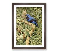 Vintage W Kuhnert Spangled Cotinga Framed Print | A2 Walnut Framed Wall Art | Ready to Hang | Classic Nature Picture | Living Room Bedroom Lounge Office