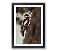 Vintage W Kuhnert Spotted Woodpecker Framed Print | A2 Black Framed Wall Art | Ready to Hang | Classic Animal Picture | Living Room Bedroom Lounge Office