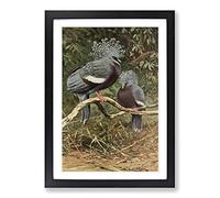 Vintage W Kuhnert Victoria Crowned Pigeon Framed Print | A2 Black Framed Wall Art | Ready to Hang | Classic Animal Picture | Living Room Bedroom Lounge Office