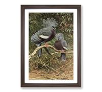 Vintage W Kuhnert Victoria Crowned Pigeon Framed Print | A2 Walnut Framed Wall Art | Ready to Hang | Classic Animal Picture | Living Room Bedroom Lounge Office