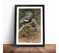 Vintage W Kuhnert Victoria Crowned Pigeon | Framed Wall Art Print | Modern Home Decor Picture | Ready to Hang Artwork for Living Room, Bedroom, Kitchen or Office | Multiple Sizes