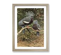 Vintage W Kuhnert Victoria Crowned Pigeon Vintage Framed Wall Art Print, Ready to Hang Picture for Living Room Bedroom Home Office Décor, Oak A4 (34 x 25 cm)