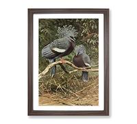 Vintage W Kuhnert Victoria Crowned Pigeon Vintage Framed Wall Art Print, Ready to Hang Picture for Living Room Bedroom Home Office Décor, Walnut A2 (64 x 46 cm)