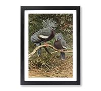 Vintage W Kuhnert Victoria Crowned Pigeon Vintage Framed Wall Art Print, Ready to Hang Picture for Living Room Bedroom Home Office Décor, Black A4 (34 x 25 cm)