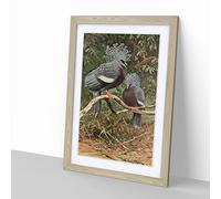 Vintage W Kuhnert Victoria Crowned Pigeon Vintage Framed Wall Art Print, Ready to Hang Picture for Living Room Bedroom Home Office Décor, Oak A2 (64 x 46 cm)