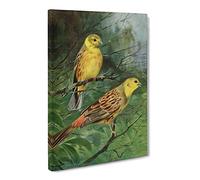 Vintage W Kuhnert Yellow Bunting Vintage Canvas Wall Art Print Ready to Hang, Framed Picture for Living Room Bedroom Home Office Décor, 20x14 Inch (50x35 cm)