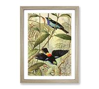 Vintage Walter Heubach Paradise Tanager Vintage Framed Wall Art Print, Ready to Hang Picture for Living Room Bedroom Home Office Décor, Oak A2 (64 x 46 cm)