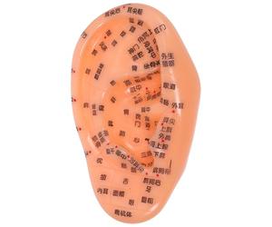 VINTORKY Ear Acupuncture Point Model PVC Simulation Ear Reflexology Model for Education Purposes in Traditional Chinese Medicine Schools Easy Identification of Acupuncture Points