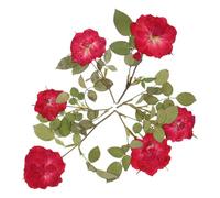 VINTORKY Handmade Dried Flower Bookmarks for Craft Lovers, Pressed Dried Flowers that Retain Softness and Won't Fade Easily, for Photo Props and DIY Crafts