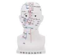 VINTORKY Head Acupoint Model 20cm PVC Human Head Acupuncture Teaching Aid with Accurate Acupuncture Points for Classroom Health Demonstrations
