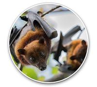 Vinyl Stickers (Set of 2) 7.5cm - Gorgeous Fruit Bats Flying Fox #15725