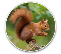 Vinyl Stickers (Set of 2) 7.5cm - Red Squirrel Garden Animal #15680