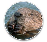 Vinyl Stickers (Set of 2) 7.5cm - Wild Eurasian Beaver Swimming #15568