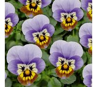 Viola 'Ice Babies Marina'. 7cm Plant x 3. Winter flowering bedding plants for hanging baskets. Bedwen Plants Online Garden Centre.