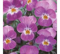 Viola 'Ice Babies Rose Face'. 7cm Plant x 3. Winter flowering bedding plants for hanging baskets. Bedwen Plants Online Garden Centre.