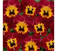 Viola 'Ice Babies Scarlet Fire'. 7cm Plant x 3. Winter flowering bedding plants for hanging baskets. Bedwen Plants Online Garden Centre.