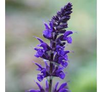 Viola Klose Salvia Sage Perennials Flowering Plants Salvia × Sylvestris 2L Pot Plant Theory Green One Size