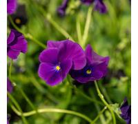 Viola 'Martin' Medium Plug Plant x 4. Royal Purple Velvet Flowers Available from Bedwen Plants