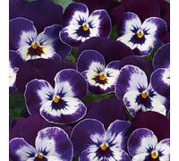 Viola 'Twix Purple Face'. 7cm Plant x 3. Winter flowering bedding plants for hanging baskets and containers. Bedwen Plants Online Garden Centre.