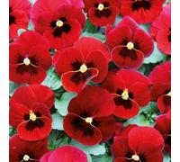 Viola 'Twix Red with Eye'. 7cm Plant x 3. Winter flowering bedding plants for hanging baskets and containers. Bedwen Plants Online Garden Centre.