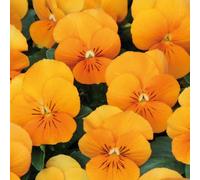 Viola 'Twix Tangerine'. 7cm Plant x 3. Winter flowering bedding plants for hanging baskets and containers. Bedwen Plants Online Garden Centre.
