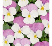 Viola 'Twix White Pink Wing'. Plug Plant x6. Winter flowering bedding plants for hanging baskets and containers. Bedwen Plants Online Garden Centre.