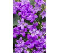 Violet Flower Journal: Violet Lined Flower Journal | Cute Floral Journal Notebook College Ruled | Beautiful Flower Journals To Write In For Women ... 5 x 8 100 Pages (Floral Notebooks For Women)