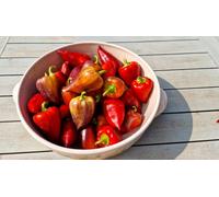 Violet Sparkle Sweet Pepper Seeds - 10 Fresh Seeds