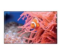 Viquel - Desk Pad for Aquariums - Clownfish Desk Protector