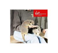 Virgin Experience Days Meet & Feed The Meerkats for Two at Millets Falconry Centre