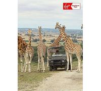 Virgin Experience Days Port Lympne Reserve Visit & Expert Rangers Safari For Two Black