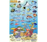 Virgin Islands Reef Creatures Guide Franko Maps Laminated Fish Card 4" x 6"