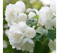 Virginal Mock Orange Outdoor Shrub Plant Philadelphus Garden Plants 2L Pot Plant Theory Green One Size