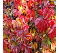 Virginia Creeper Climbing Plant Easy to Grow Climber Fully Hardy and Fast Growing, Suitable for Beginners 1 x Parthenocissus Quinquefolia in a 1.7