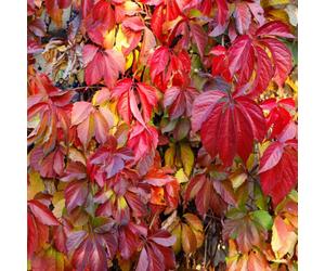 Virginia Creeper Climbing Plant Easy to Grow Climber Fully Hardy and Fast Growing, Suitable for Beginners 1 x Parthenocissus Quinquefolia in a 1.7