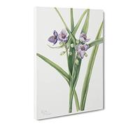 Virginia Spiderwort Flowers By Mary Vaux Walcott Canvas Print | Gallery Wrapped 30mm Frame Wall Art | 30x20 inches | Ready to Hang | Retro Floral Picture | Living Room Bedroom Lounge Office