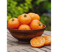 Viridis Hortus - 6 x Tomato Orange Wellington F1 Vegetable/Fruit Seeds