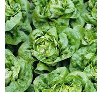 Viridis Hortus - Buttercrunch Lettuce 2,400 (2.42g's) Vegetable Seeds - Butterhead - Cool Season Heirloom - Lactuca sativa