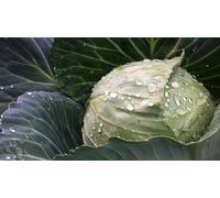 Viridis Hortus - Cabbage Glory of Enkhuizen Winter - 350 (1.47g's) Vegetable Seeds