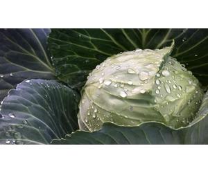 Viridis Hortus - Cabbage Glory of Enkhuizen Winter - 350 (1.47g's) Vegetable Seeds
