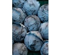 Viridis Hortus - Cabbage Red Drumhead (800) (2.66g's) Vegetable Seeds